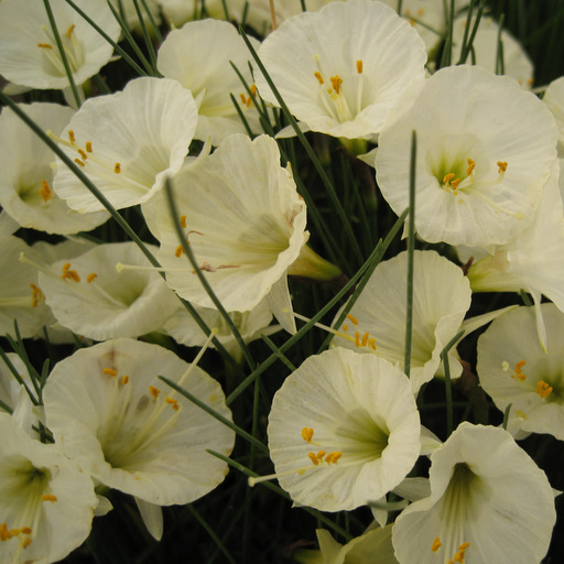 Narcissus ex 'Taffeta' - Click Image to Close